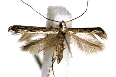 Stomphastis dhileepani