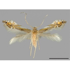 /filer/webapps/moths_gc/media/images/D/drimiphaga_Phyllocnistis_HT_USNM_2.jpg