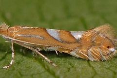 Phyllonorycter belotella