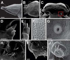 /filer/webapps/moths_gc/media/images/A/ambrosiavora_Atacamaptilia_larva_Espinoza-Donoso-etal_2022_407.jpg