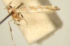 Spulerina lochmaea