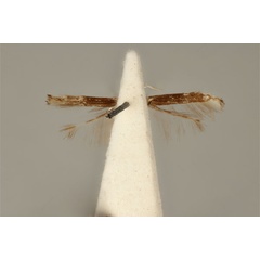 /filer/webapps/moths_gc/media/images/T/tetrachorda_Acrocercops_HT_ANIC31-010810_ventral.jpg