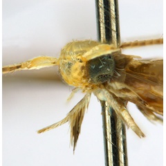 /filer/webapps/moths_gc/media/images/C/cornuta_Diphtheroptilia_PT5_head2_ANIC.jpg