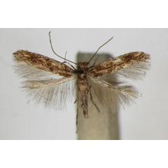 /filer/webapps/moths_gc/media/images/A/acaciella_Phyllonorycter_A_ZSM.jpg