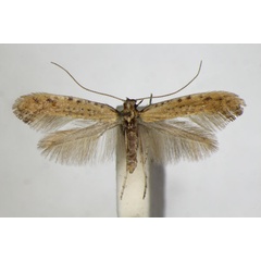 /filer/webapps/moths_gc/media/images/L/limosella_Aspilapteryx_A_ZSM_3.jpg