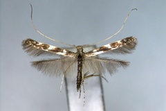 Acrocercops transecta