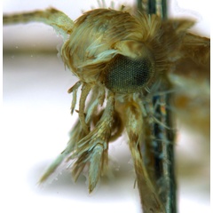 /filer/webapps/moths_gc/media/images/V/virosae_Diphtheroptila_PT7_head2_ANIC.jpg