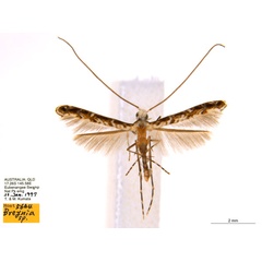 /filer/webapps/moths_gc/media/images/B/breynella_Diphtheroptila_PT3_ANIC.jpg