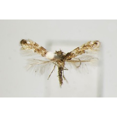 /filer/webapps/moths_gc/media/images/O/ostryae_Phyllonorycter_A_ZSM.jpg