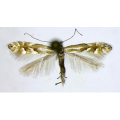 /filer/webapps/moths_gc/media/images/S/scuderella_Phyllonorycter_AM_Landry.jpg