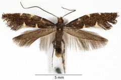 Callisto denticulella