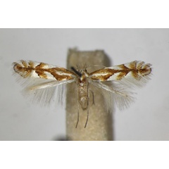 /filer/webapps/moths_gc/media/images/B/barbarella_Phyllonorycter_A_ZSM.jpg