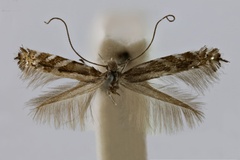 Parectopa quadristrigella