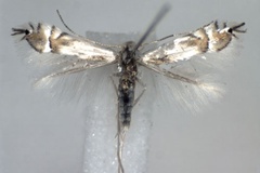 Phyllocnistis unipunctella