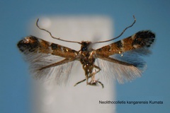 Neolithocolletis kangarensis