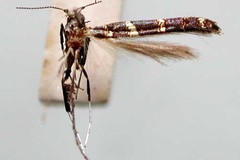 Caloptilia leptophanes