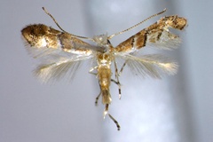 Phyllonorycter luzonica