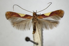 Caloptilia hauderi