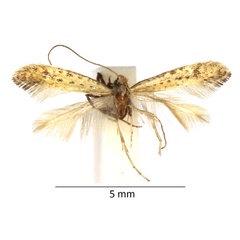 /filer/webapps/moths_gc/media/images/L/limosella_Sabulopteryx_RBINS_02.jpg