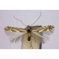 /filer/webapps/moths_gc/media/images/T/tenuistrigata_Phyllonorycter_ST_BMNH.jpg