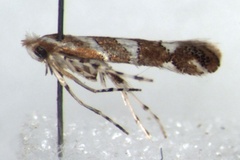 Phyllonorycter leucaspis