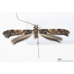 /filer/webapps/moths_gc/media/images/J/japonica_Gracillariia_male_Lee-et-Jeun_2022.jpg