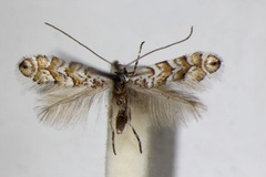 Triberta helianthemella