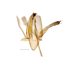 /filer/webapps/moths_gc/media/images/R/ringoniella_Phyllonorycter_GM_Kirichenko-et-al_2017_9.jpg