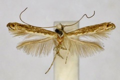 Epicephala lomatographa