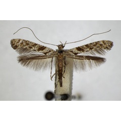 /filer/webapps/moths_gc/media/images/C/cuculipennella_Caloptilia_A_ZSM.jpg