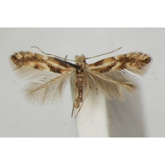 /filer/webapps/moths_gc/media/images/C/cytisella_Phyllonorycter_A_ZSM.jpg