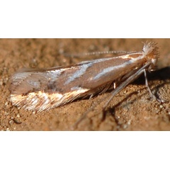 /filer/webapps/moths_gc/media/images/S/scorpius_Phyllonorycter_A_PathPiva.jpg