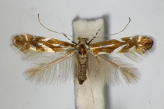 Phyllonorycter myricae
