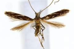 Liocrobyla desmodiella