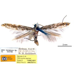 /filer/webapps/moths_gc/media/images/Z/zalosticha_Epicephala_LT_ANIC.jpg