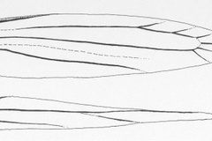 Neolithocolletis nsengai