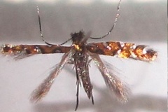 Phyllonorycter lemarchandi