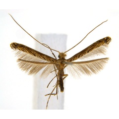 /filer/webapps/moths_gc/media/images/G/glochidia_Diphtheroptila_PT9_ANIC.jpg
