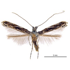 /filer/webapps/moths_gc/media/images/D/desmodiella_Liocrobyla_F12_ANIC.jpg