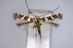 Telamoptilia hemistacta