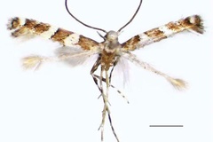 Acrocercops gossypii