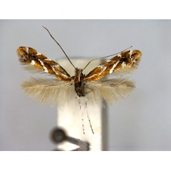 /filer/webapps/moths_gc/media/images/G/gindeliella_Cremastobombycia_A_EIHU.jpg