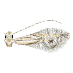 /filer/webapps/moths_gc/media/images/L/longipalpa_Phyllocnistis_HT_Davis-et-Wagner_2011_46.jpg