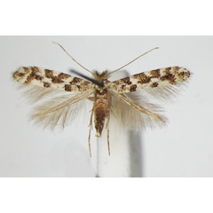 /filer/webapps/moths_gc/media/images/P/populifoliella_Phyllonorycter_A_ZSM_3.jpg