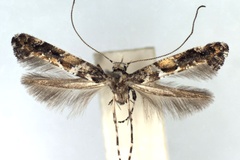 Gracillaria ussuriella
