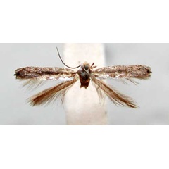 /filer/webapps/moths_gc/media/images/P/prionota_Pareclectis_HT_TMSA350.jpg