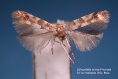 Phyllonorycter ermani