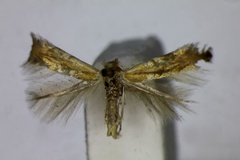 Phyllonorycter idolias