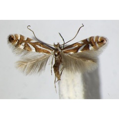 /filer/webapps/moths_gc/media/images/D/deschkai_Phyllonorycter_PT_ZSM_2.jpg