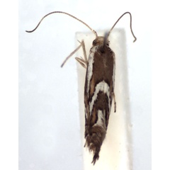 /filer/webapps/moths_gc/media/images/A/aceriphaga_Phyllonorycter_A_WJDP.jpg